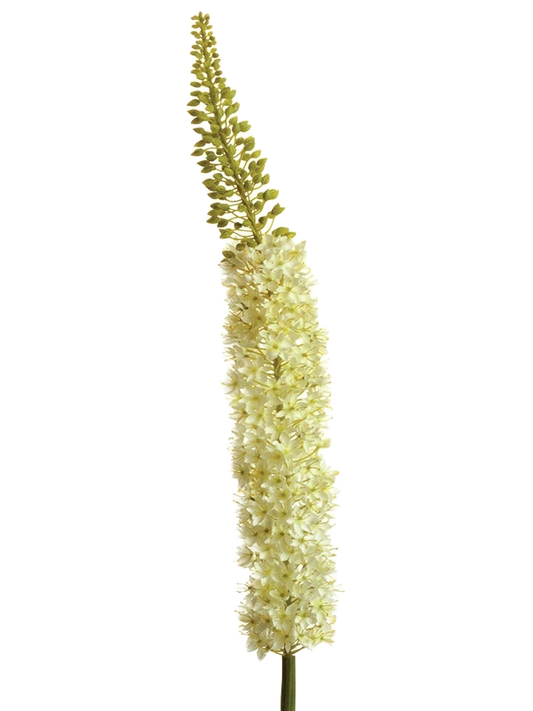 Eremurus Per Stem