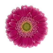 Gerbera Wonderwall Per Stem