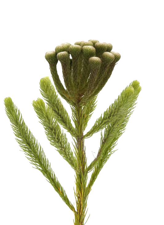 Albiflora per Stem