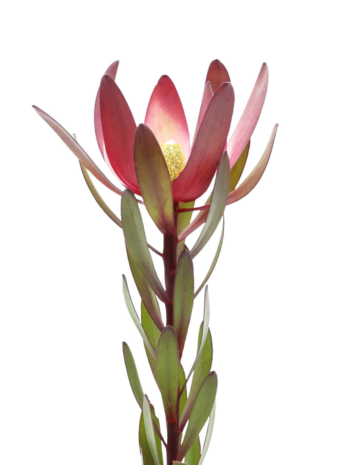 Leucadendron Safari per Stem