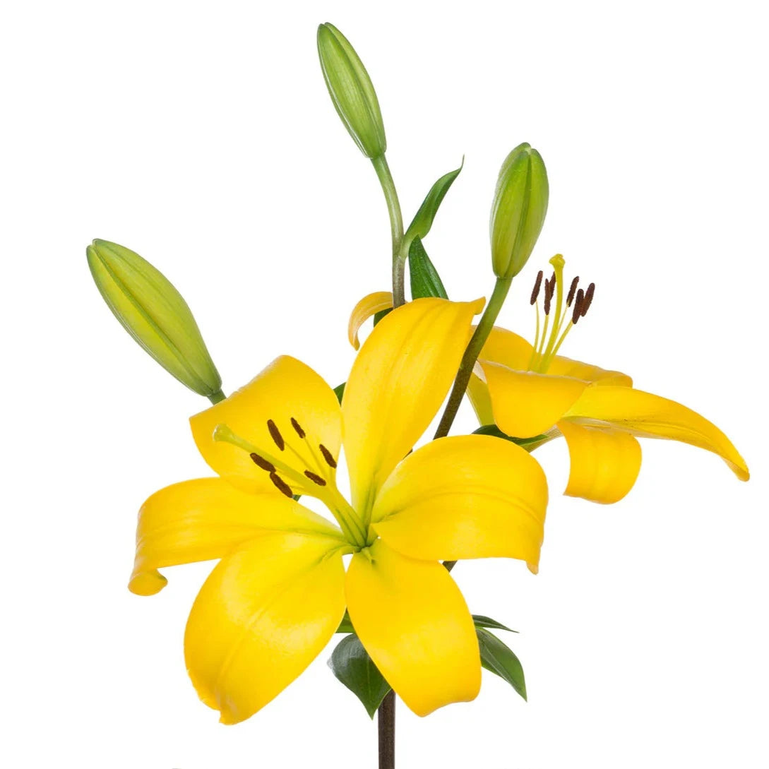 Lily Asiatic Yellow Per Stem