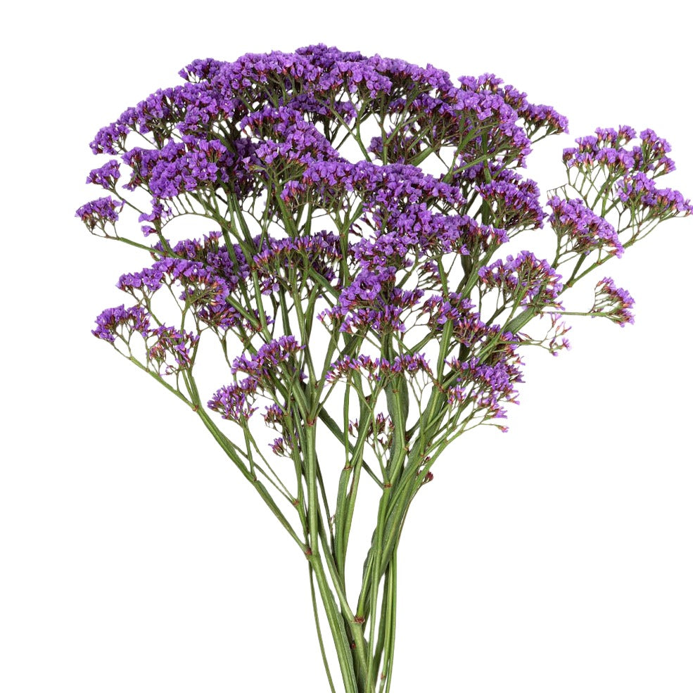 Limonium Purple