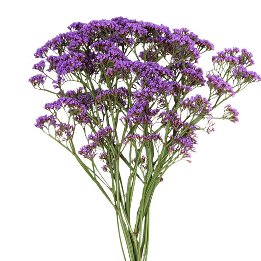 Limonium Purple