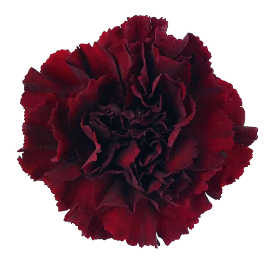 Carnation Dark Red