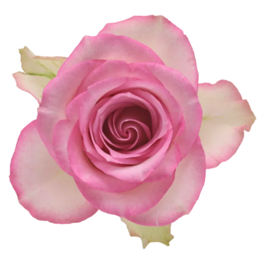 Rose Lovely Jewel Per Stem