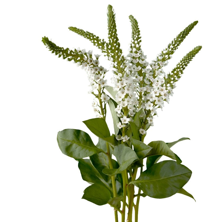 Lysimachia – Reemflora