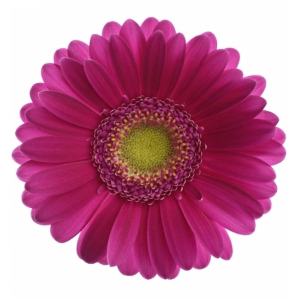 Gerbera Airplay Per Stem