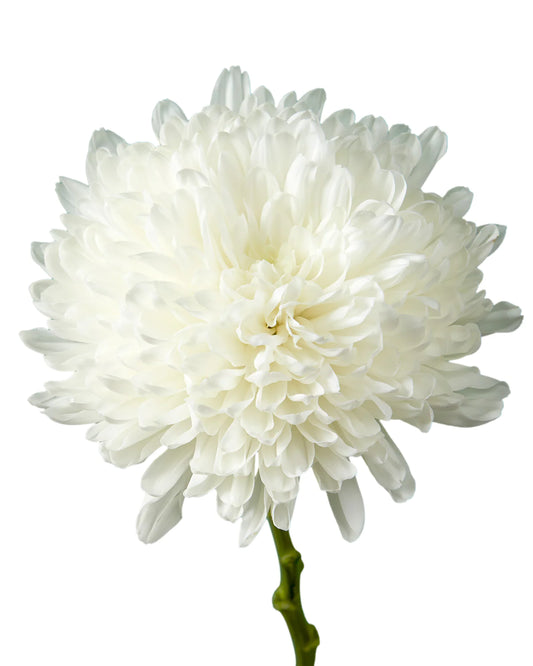 Chrysanthemum White Per Stem