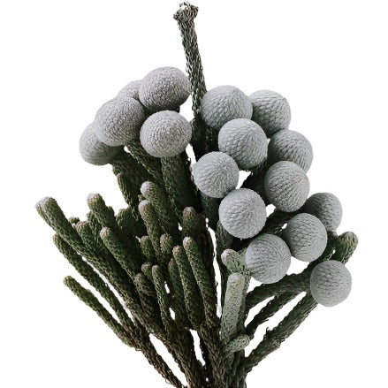 Silver Brunia Stem