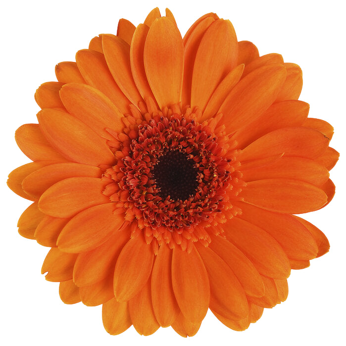 Gerbera Orange Per Stem