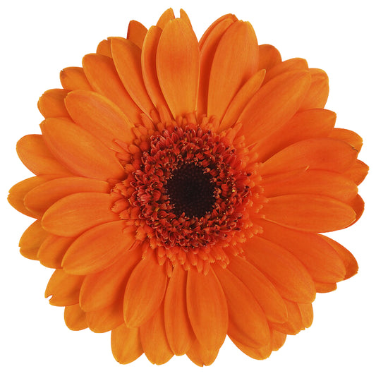 Gerbera Orange Per Stem