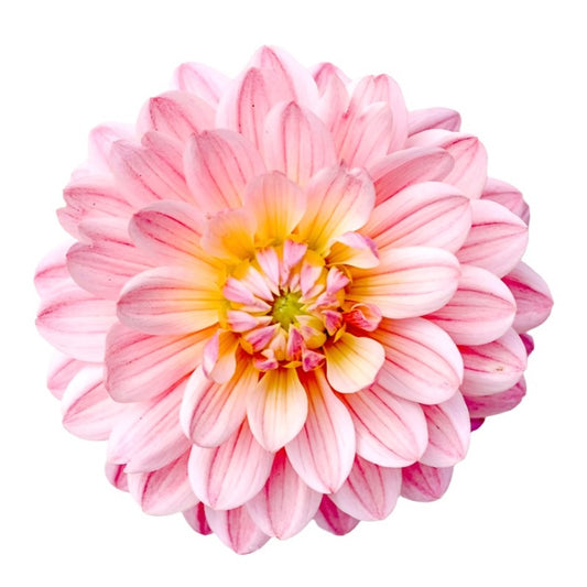 Dahlia Pink Magic Per Stem