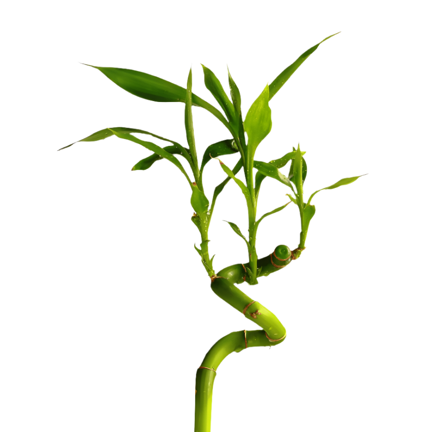 Lucky Bamboo With Leaves Per Stem