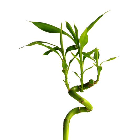 Lucky Bamboo With Leaves Per Stem