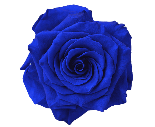 Rose Blue Per Stem