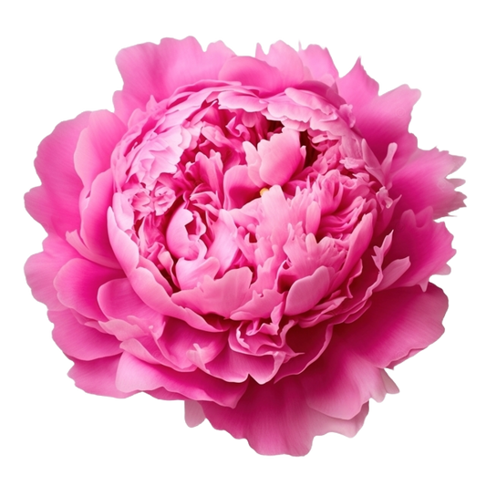 Peony Dark Pink