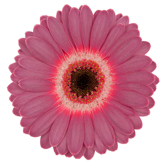 Gerbera Mini Purple Wonder