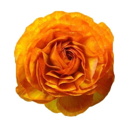 Ranunculus Orange Per Stem