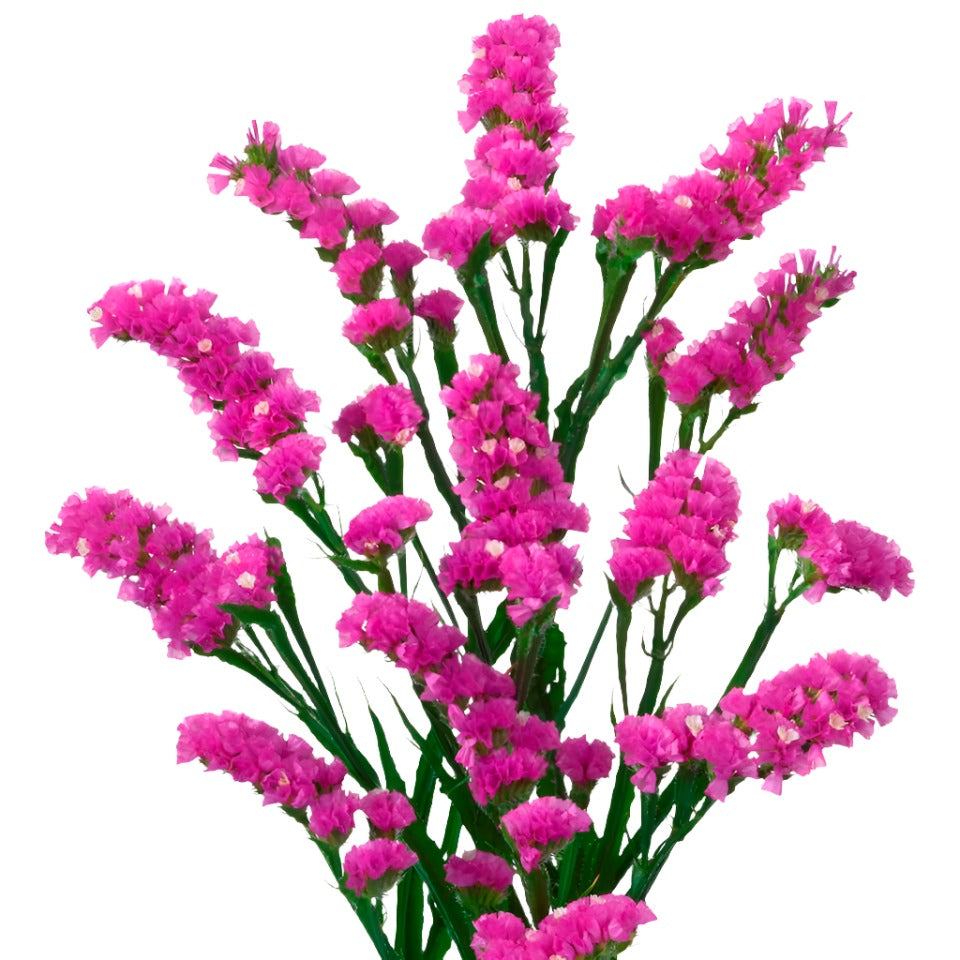 Statice Dark Pink Per Stem – Reemflora