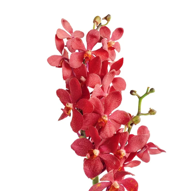 Mokara Red Per Stem