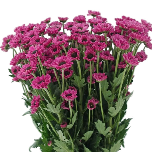 Chrysanthemum Santini Purple Per Stem