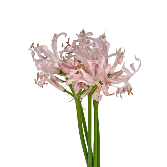 Nerine Vesta Light Pink Per Stem