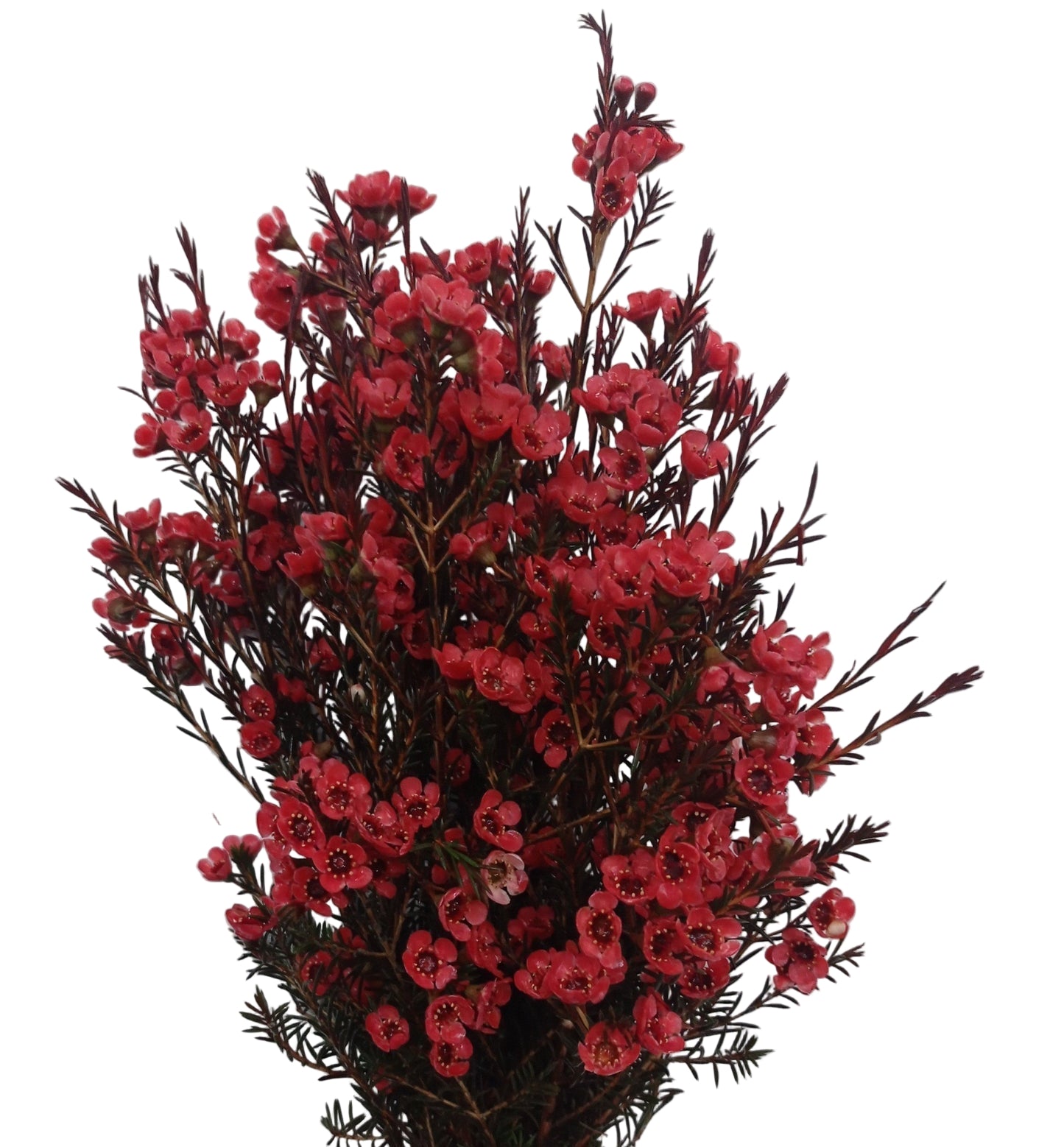 Geraldton Wax Red Per Stem