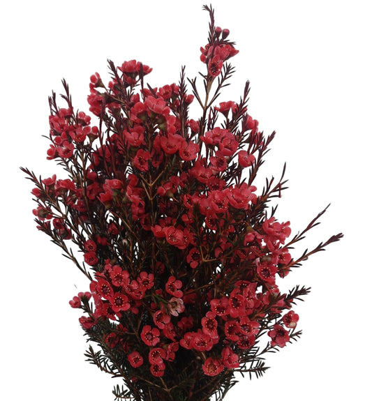 Geraldton Wax Red Per Stem