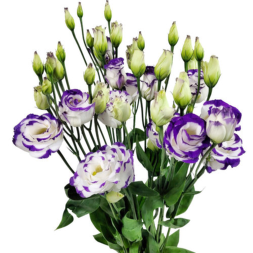 Lisianthus Bi-Color Purple Per Stem
