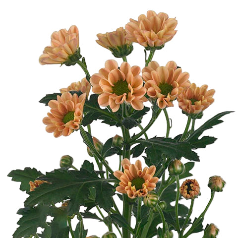 Chrysanthemum Santini Salmon Per Stem