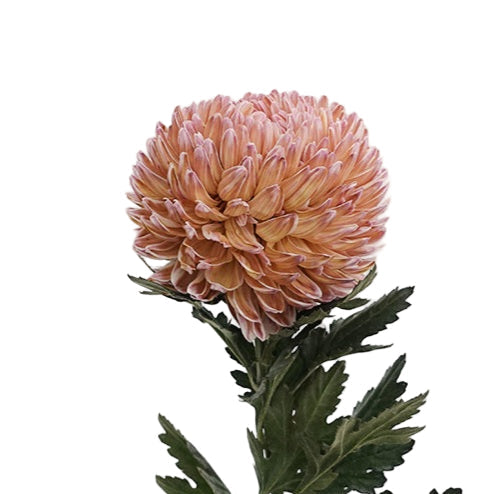 Chrysanthemum Tinted Brownie Per Stem