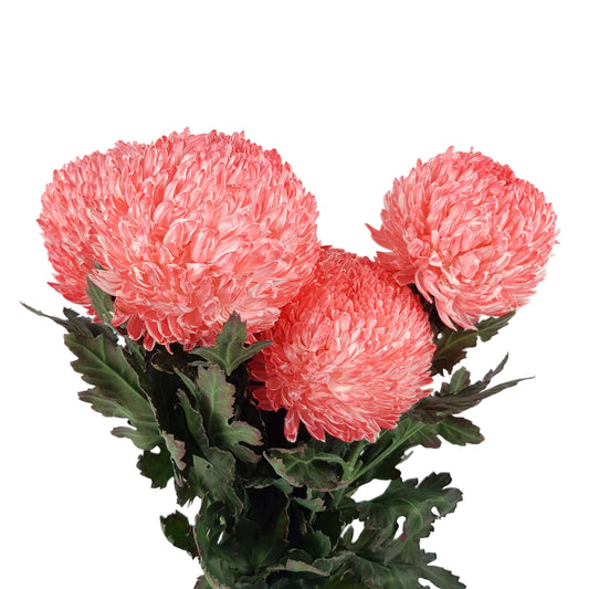 Chrysanthemum Tinted Red Per Stem