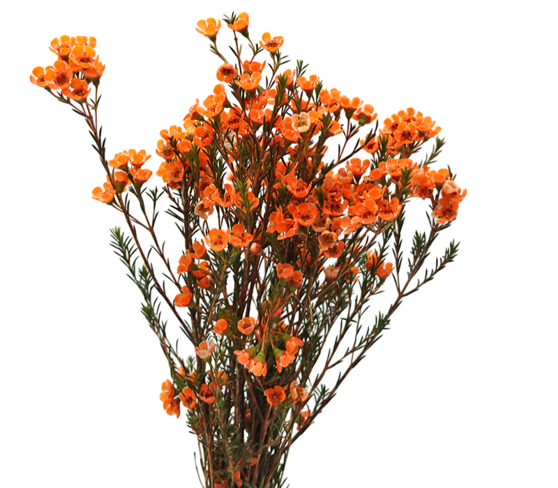 Geraldton Wax Orange Per Stem