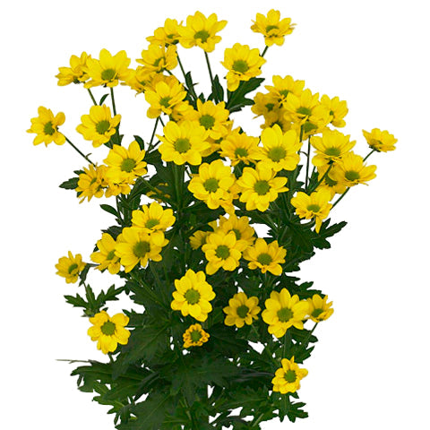 Chrysanthemum Santini Daisy Yellow Per Stem