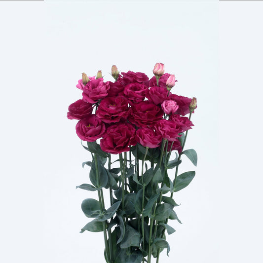 Lisianthus hot pink per stem