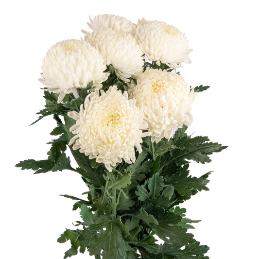 Chrysanthemum Malaysia White Per Stem