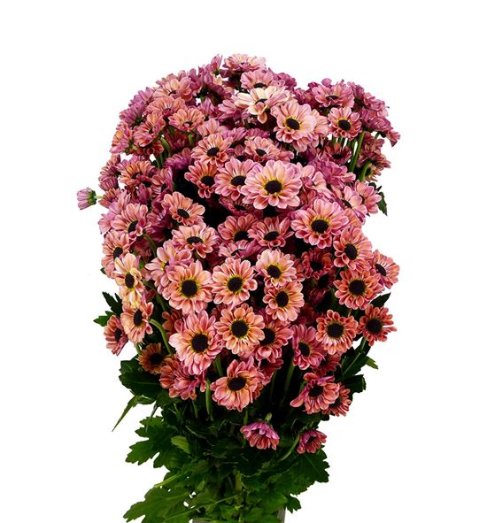 Chrysanthemum Santini YingYang Salmon Per Stem
