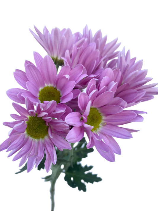 Chrysanthemum Santini Dyed Lavender Per Stem