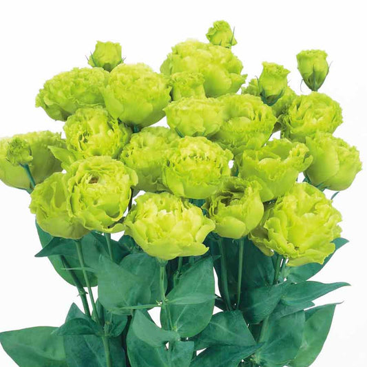 Lisianthus green per stem