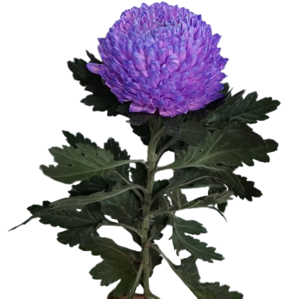 Chrysanthemum Tinted Purple Per Stem
