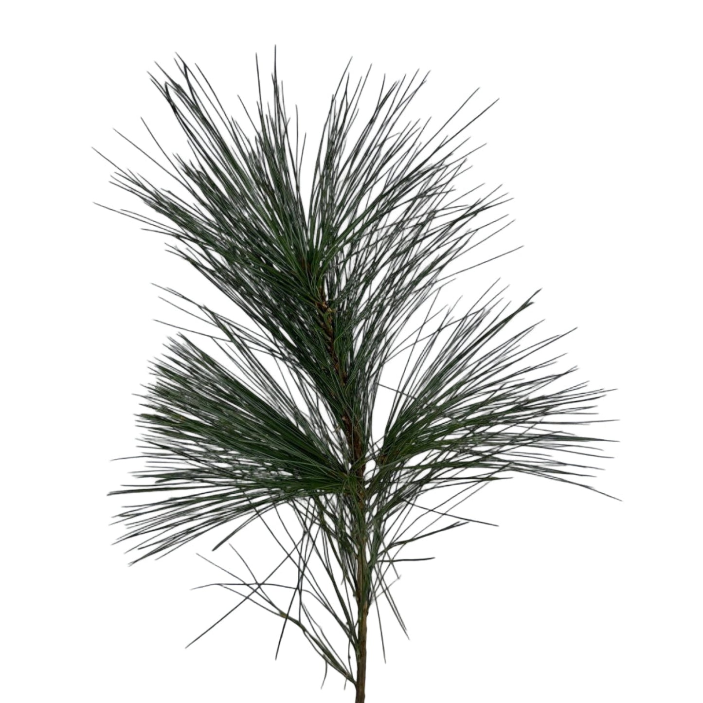 Pinus Leaves Per stem