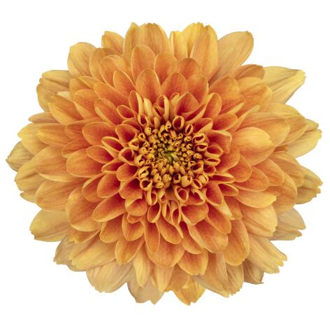 Chrysanthemum Deco Kalimba Orange Per Stem