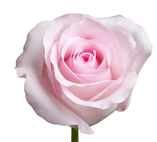 Rose Koki Per Stem