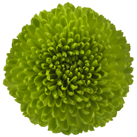 Chrysanthemum Santini Peptalk Per Stem