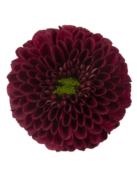 Chrysanthemum Santini Purpetta Red Per Stem