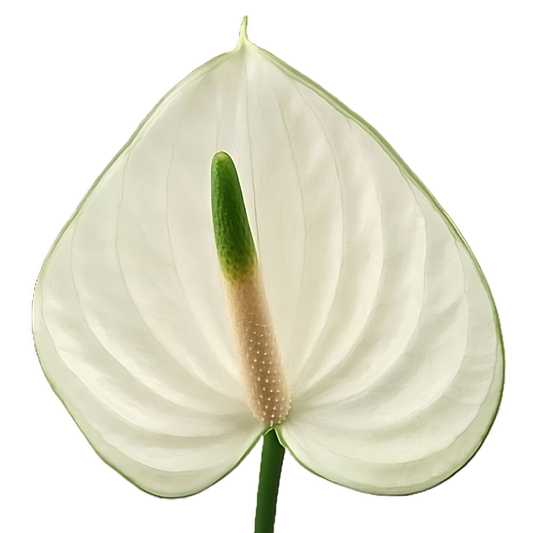 Anthurium Snowy Per Stem