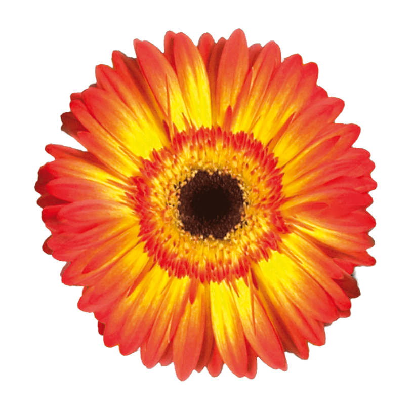 Gerbera Volcano Per Stem