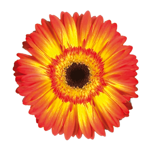 Gerbera Volcano Per Stem
