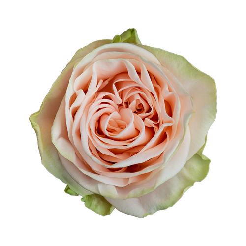 Rose Wedding Per Stem