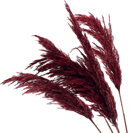 Pampass Dark Red Per Stem